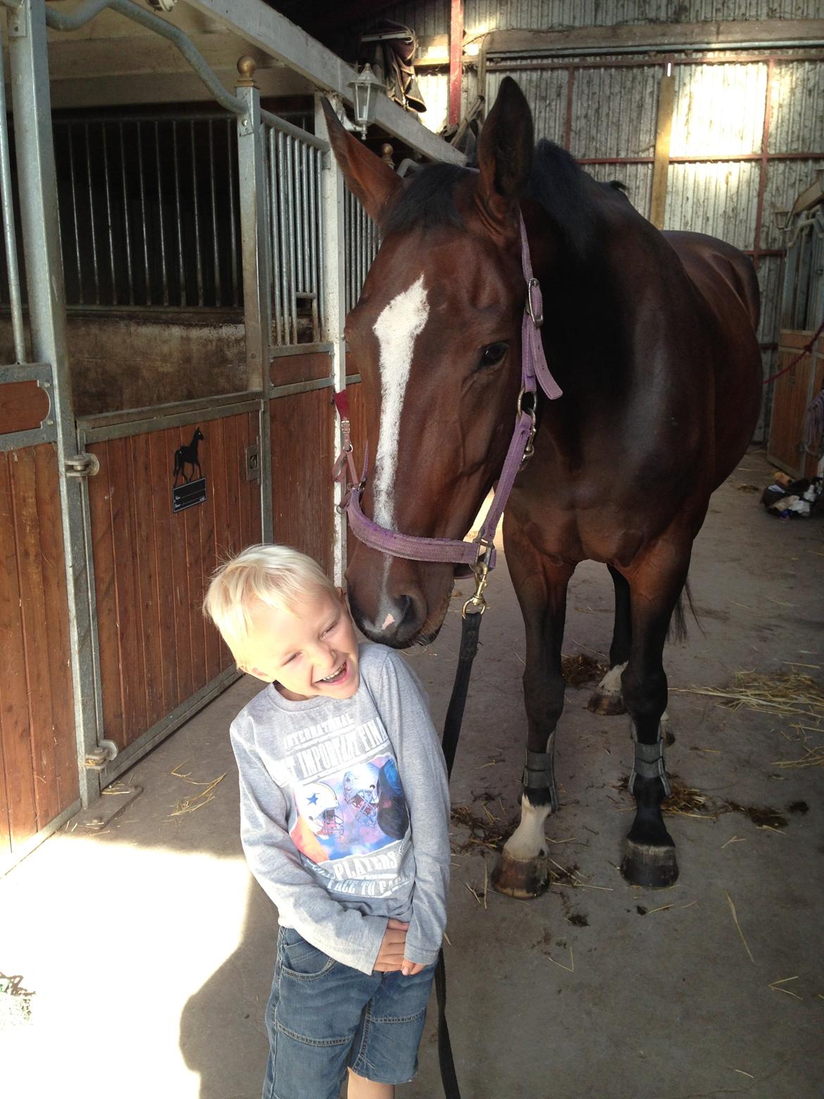 Dansk Varmblod Next To Everything billede 5