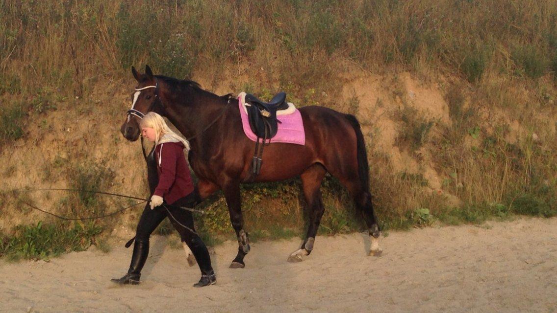 Dansk Varmblod Next To Everything billede 6