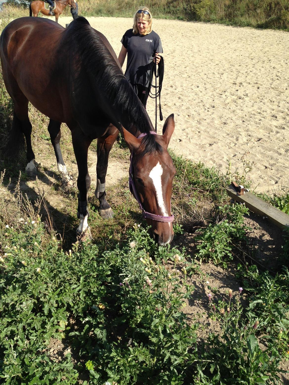 Dansk Varmblod Next To Everything billede 7