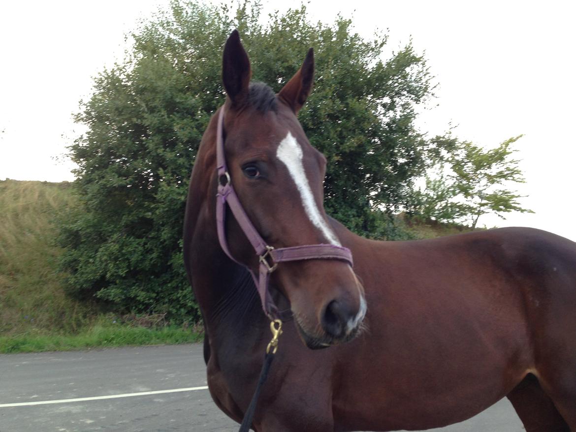 Dansk Varmblod Next To Everything billede 8