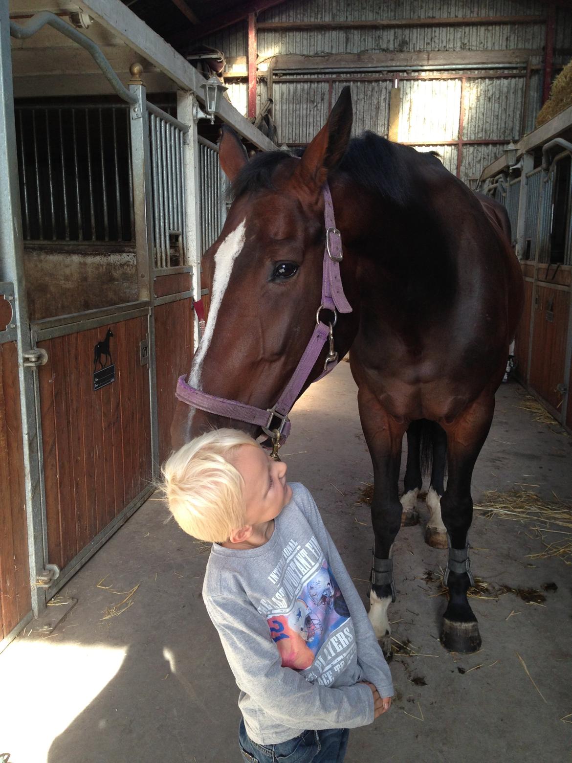 Dansk Varmblod Next To Everything billede 9