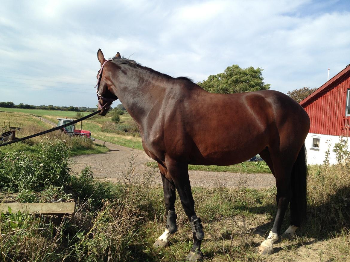 Dansk Varmblod Next To Everything billede 10