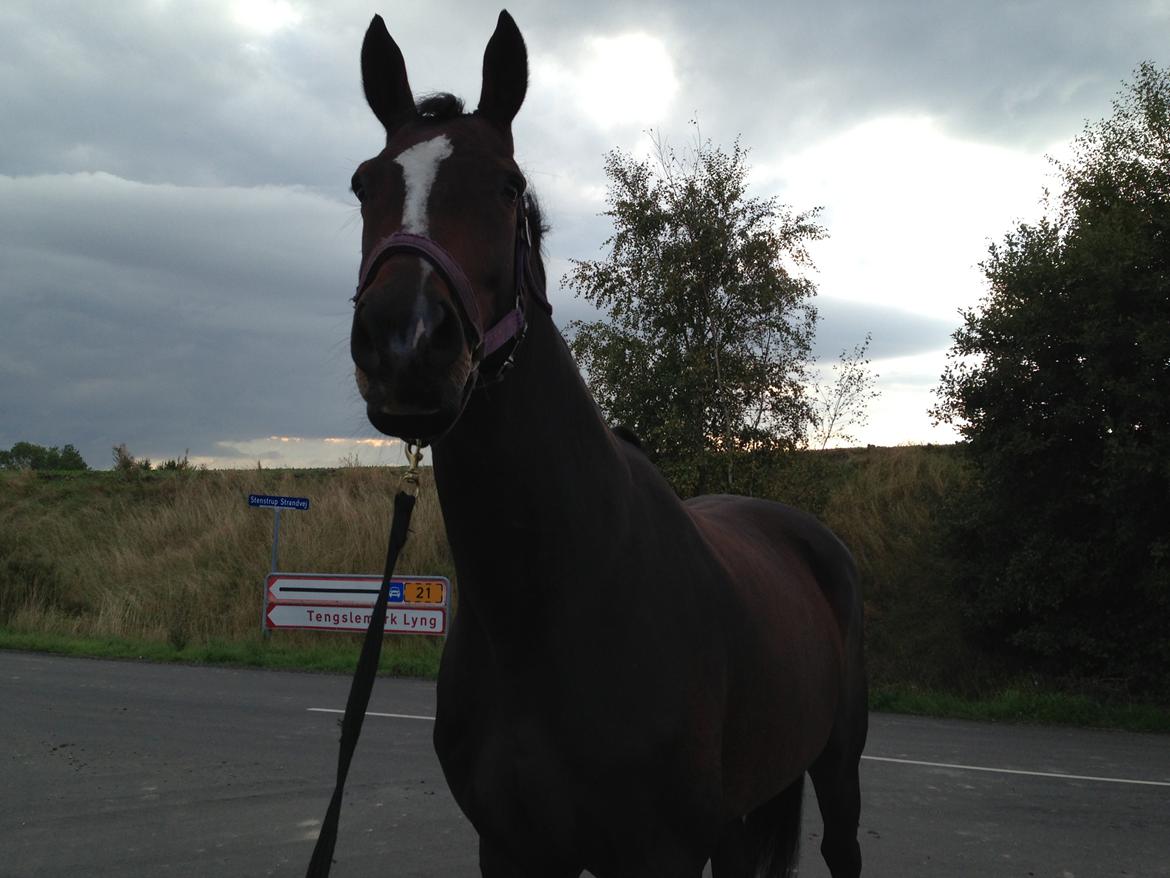 Dansk Varmblod Next To Everything billede 11