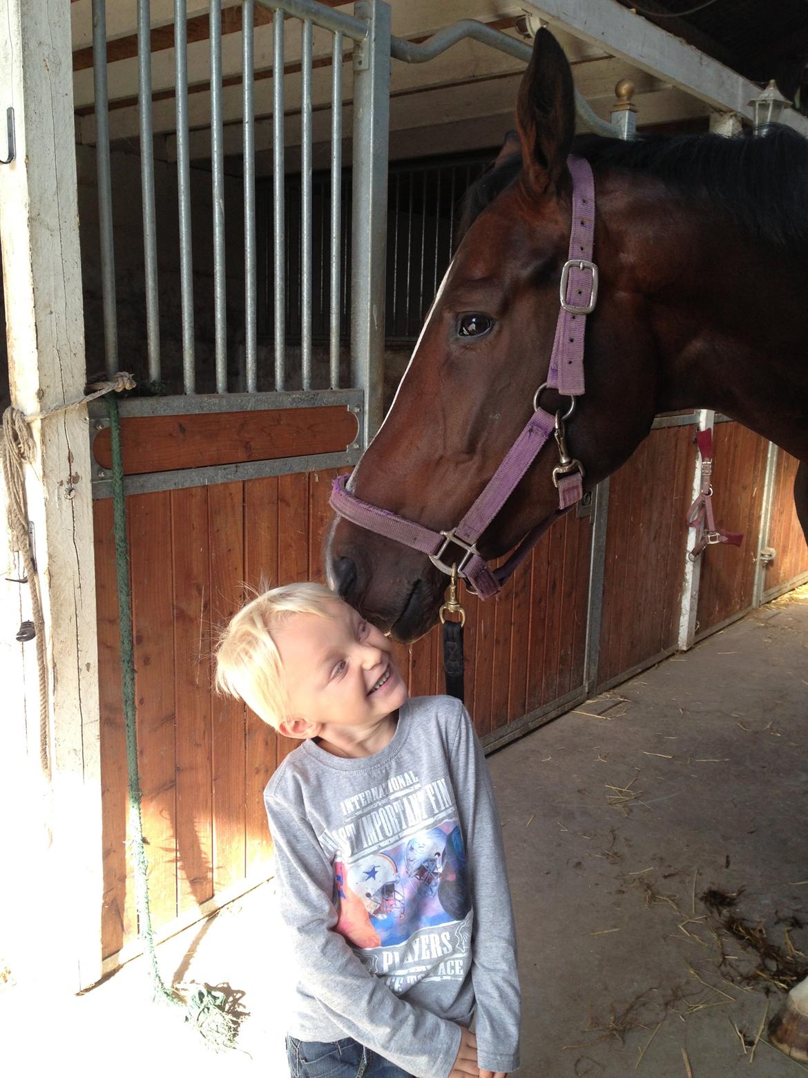 Dansk Varmblod Next To Everything billede 12