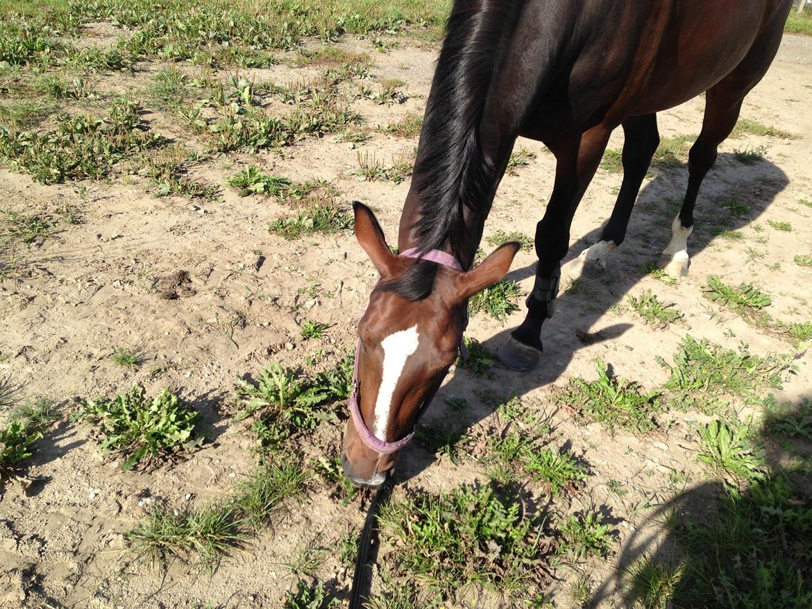 Dansk Varmblod Next To Everything billede 13