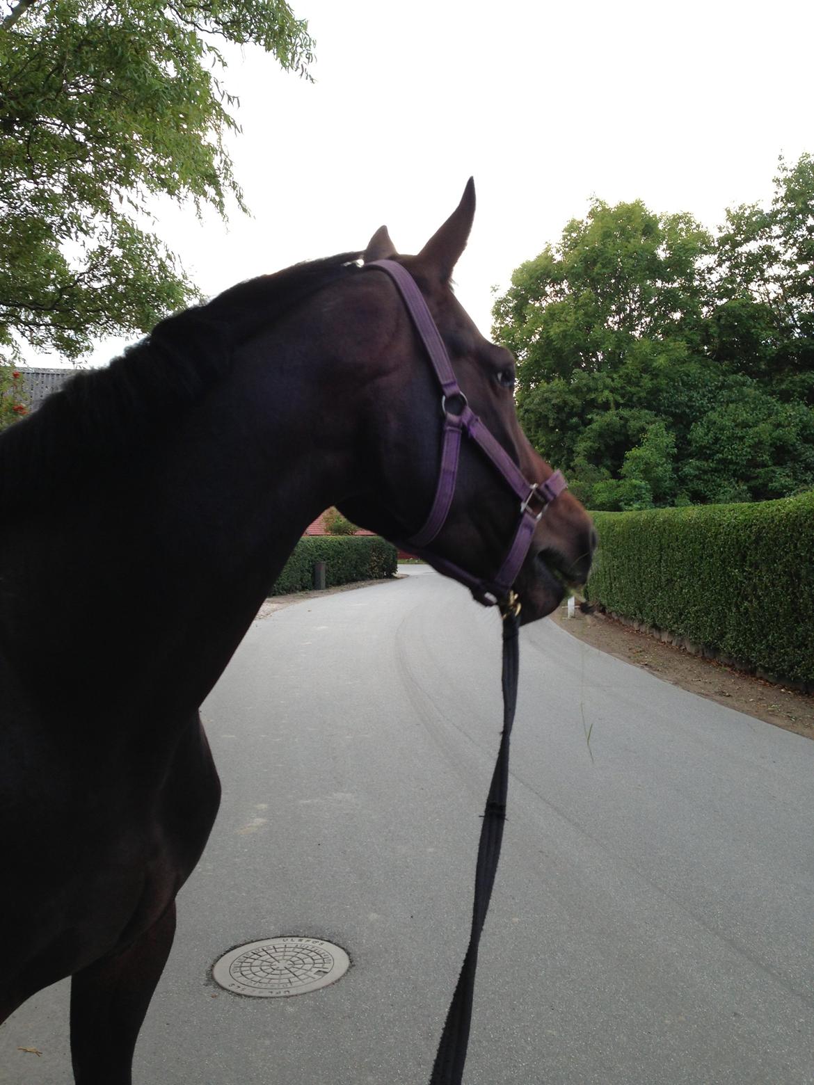 Dansk Varmblod Next To Everything billede 14