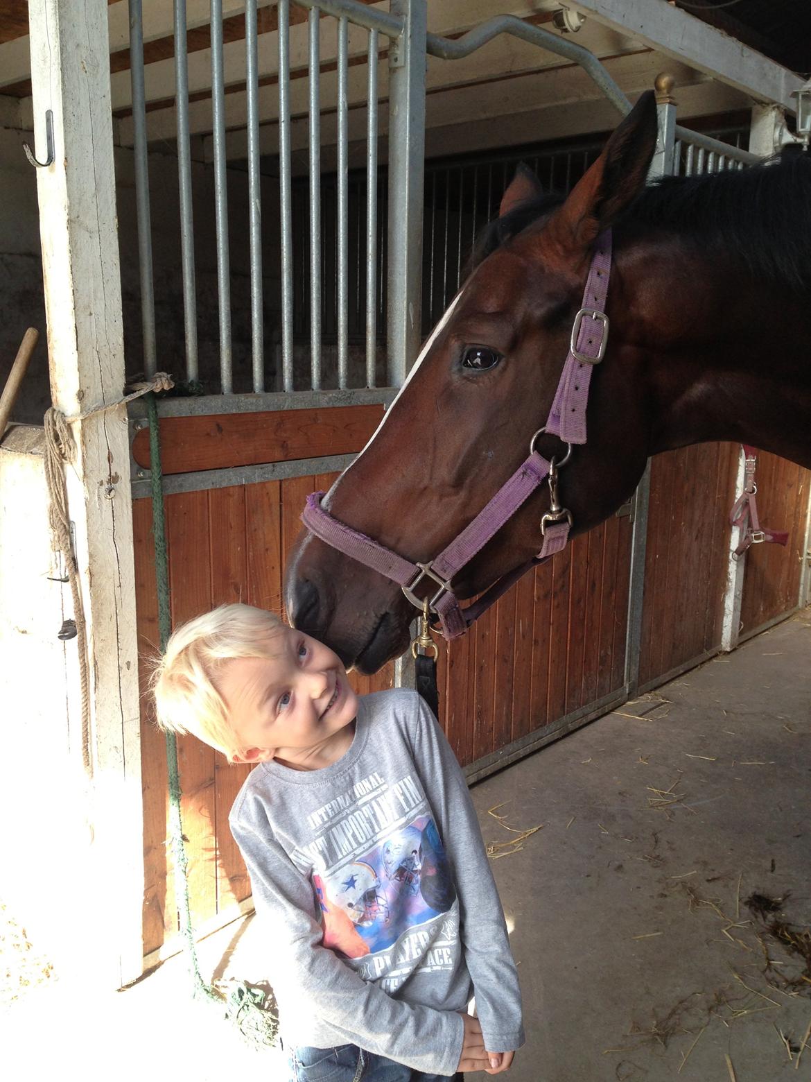 Dansk Varmblod Next To Everything billede 15