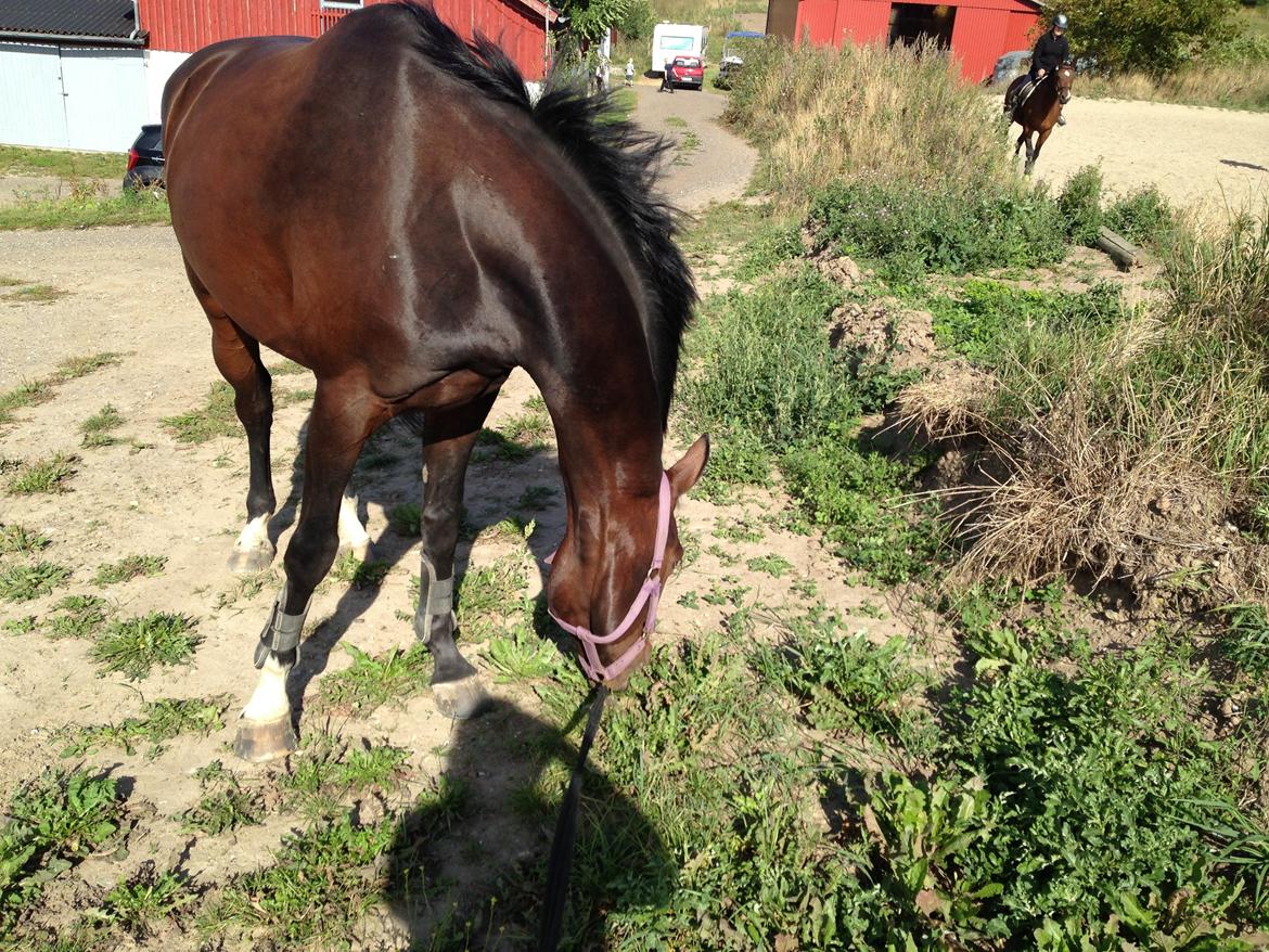 Dansk Varmblod Next To Everything billede 16