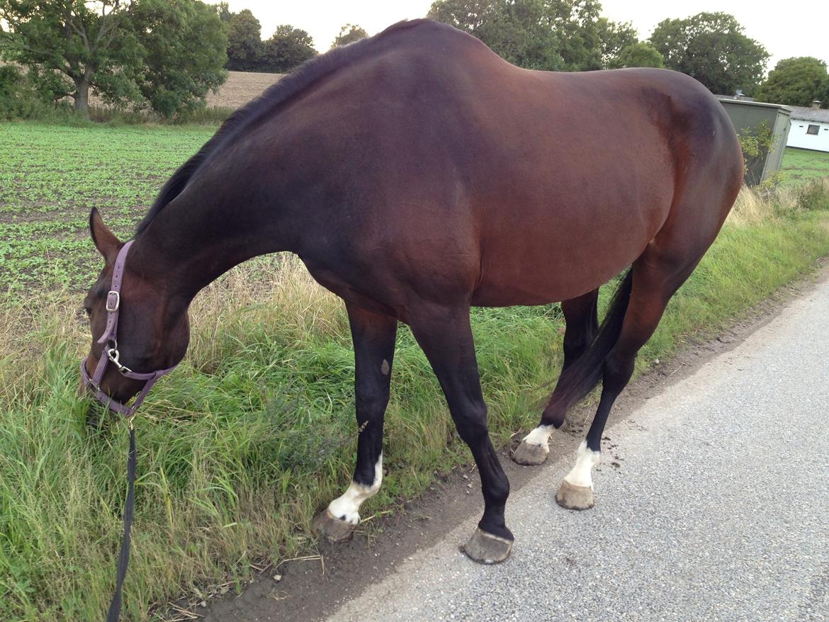 Dansk Varmblod Next To Everything billede 17