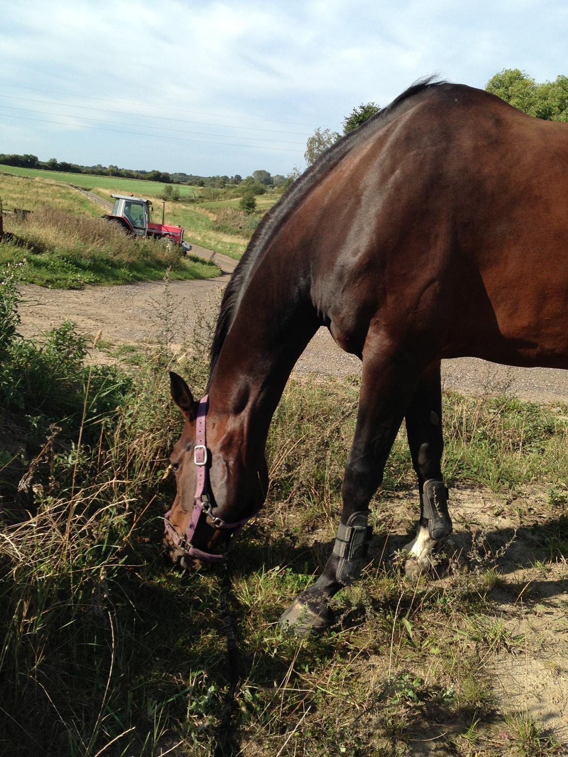 Dansk Varmblod Next To Everything billede 18