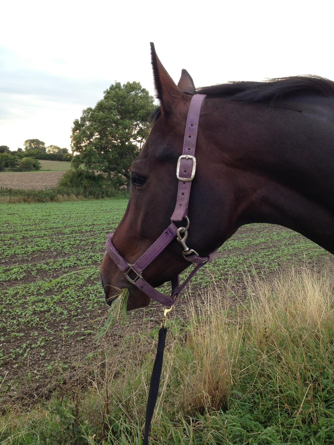 Dansk Varmblod Next To Everything billede 19