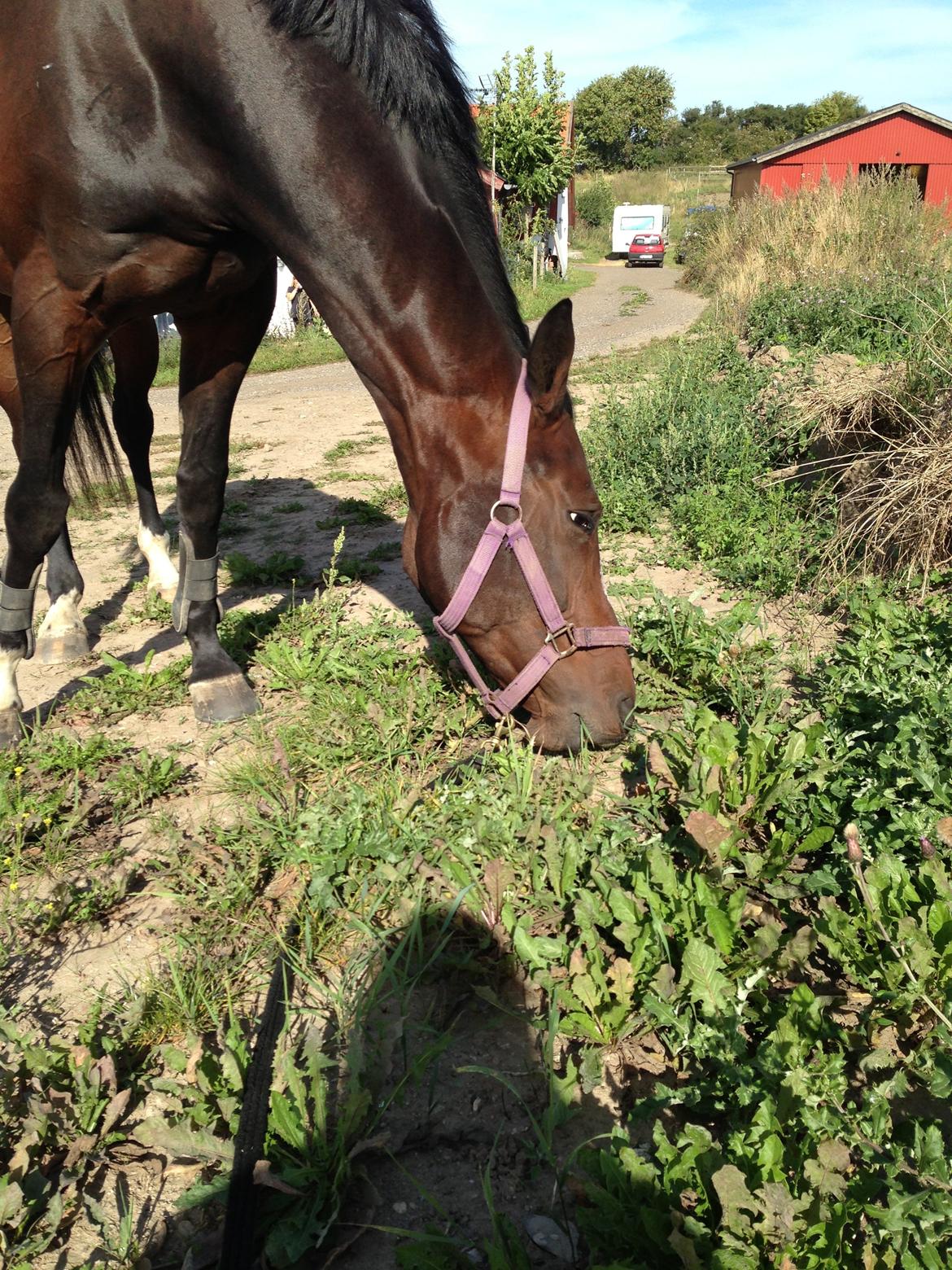 Dansk Varmblod Next To Everything billede 20