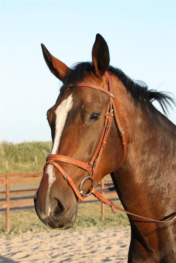 Dansk Varmblod Next To Everything billede 21