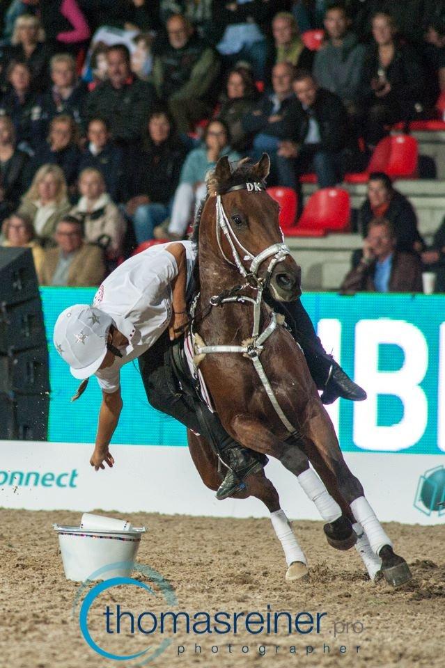 Hollandsk Sportspony Dakar billede 14