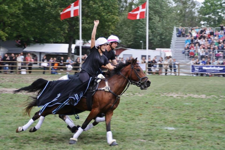 Hollandsk Sportspony Dakar billede 1