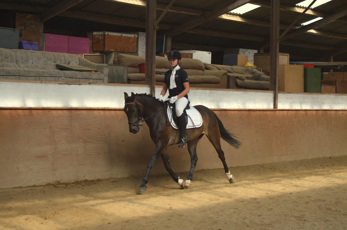 New Forest Elmholts Furore  - Opvarmning til dressur stævne Foto: Mira billede 7