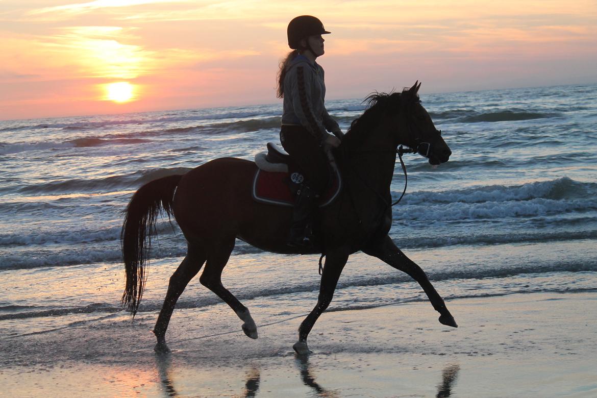 DSP - ELVITA <3 - Min pony <3 Som jeg elsker af hele mit hjerte <3 Elvita DU ER DEN BEDSTE <3 billede 1