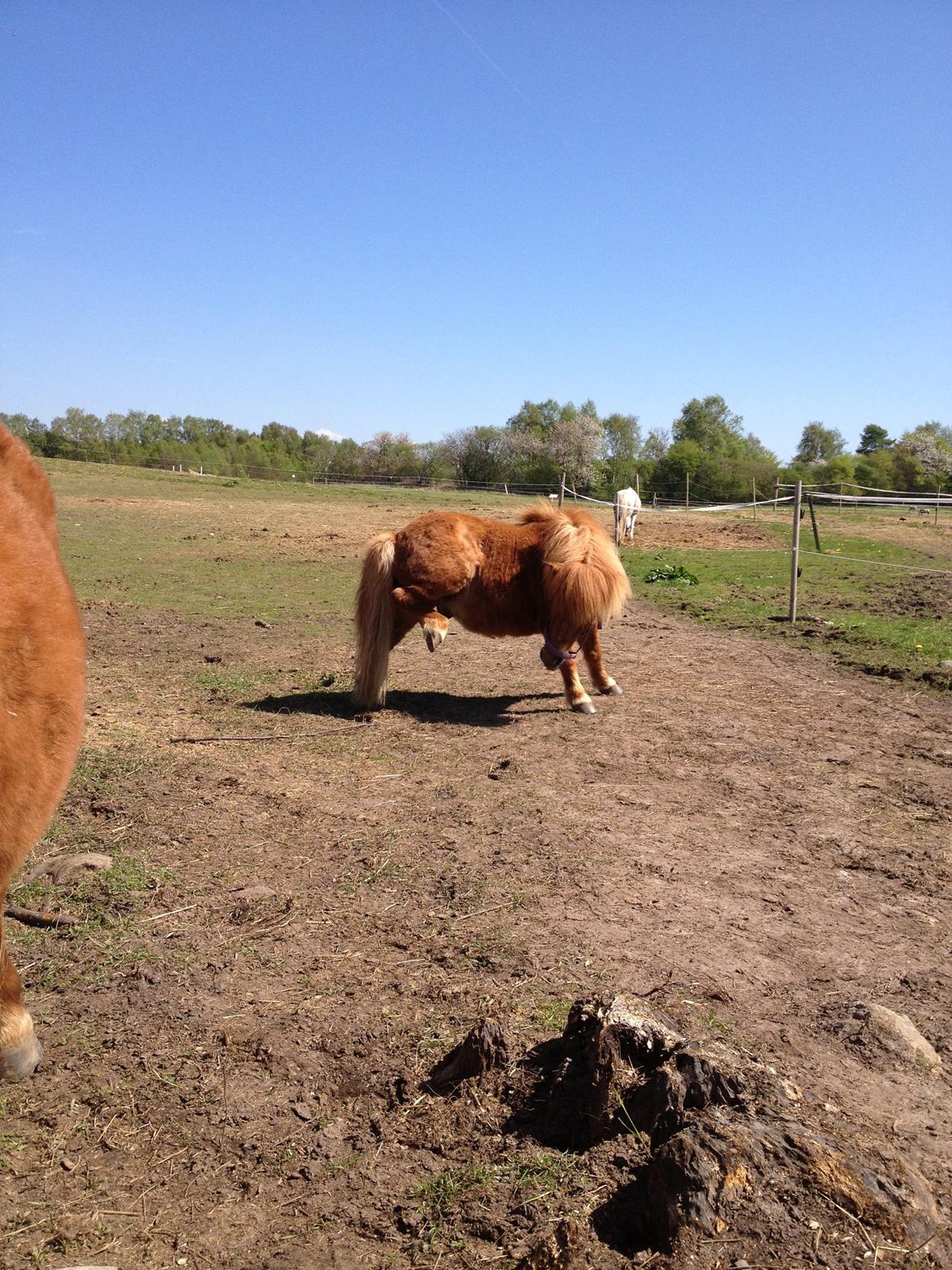 Shetlænder Lunte billede 9