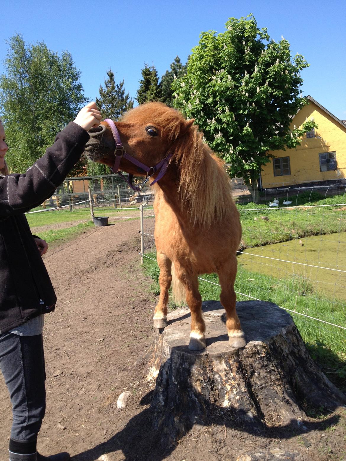 Shetlænder Lunte billede 10