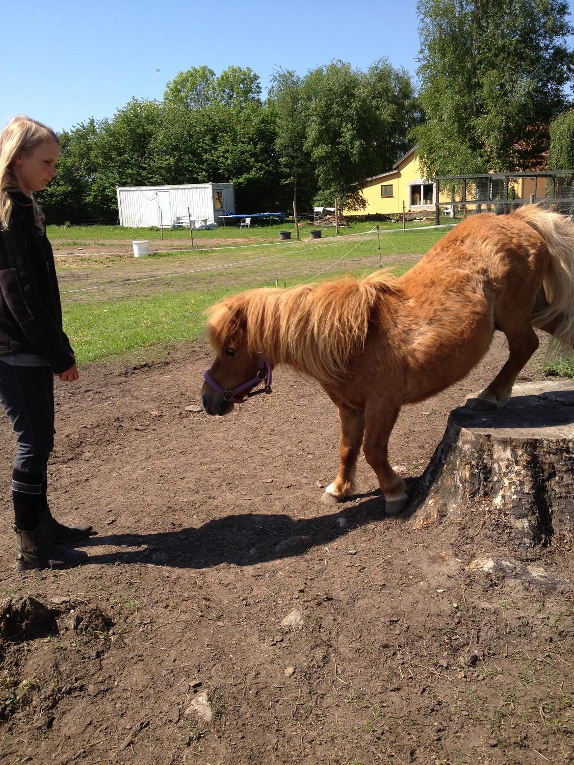 Shetlænder Lunte billede 11