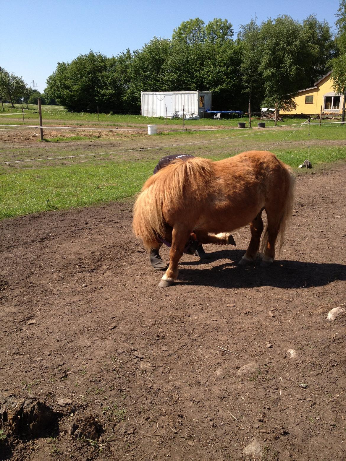 Shetlænder Lunte billede 12