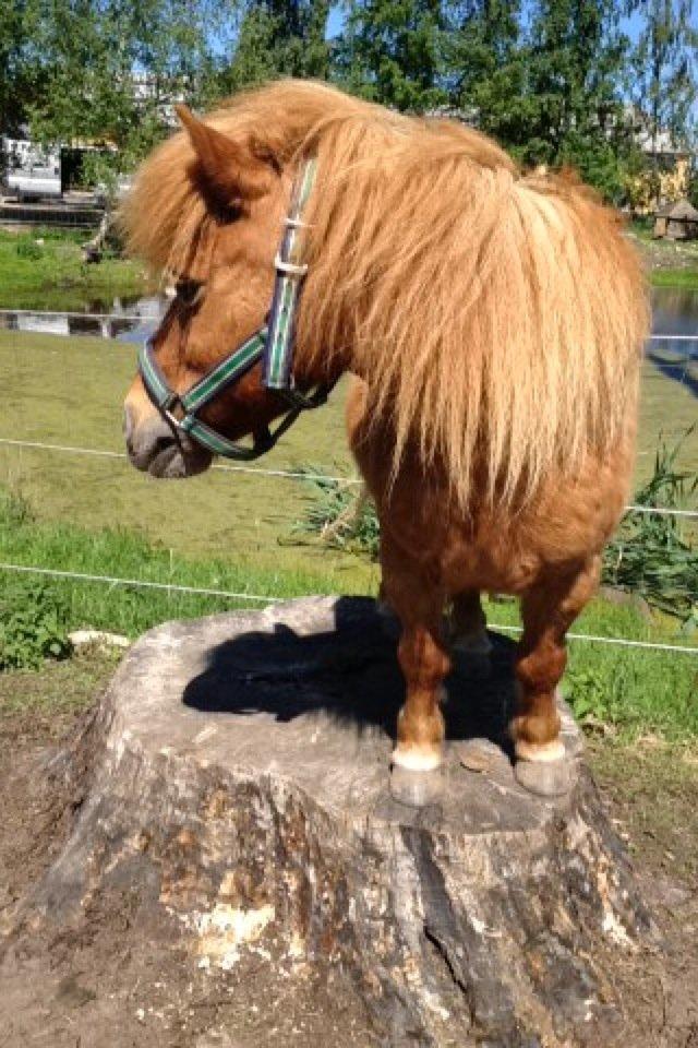 Shetlænder Lunte billede 13