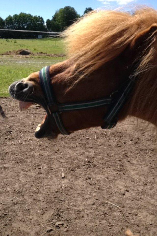 Shetlænder Lunte billede 14