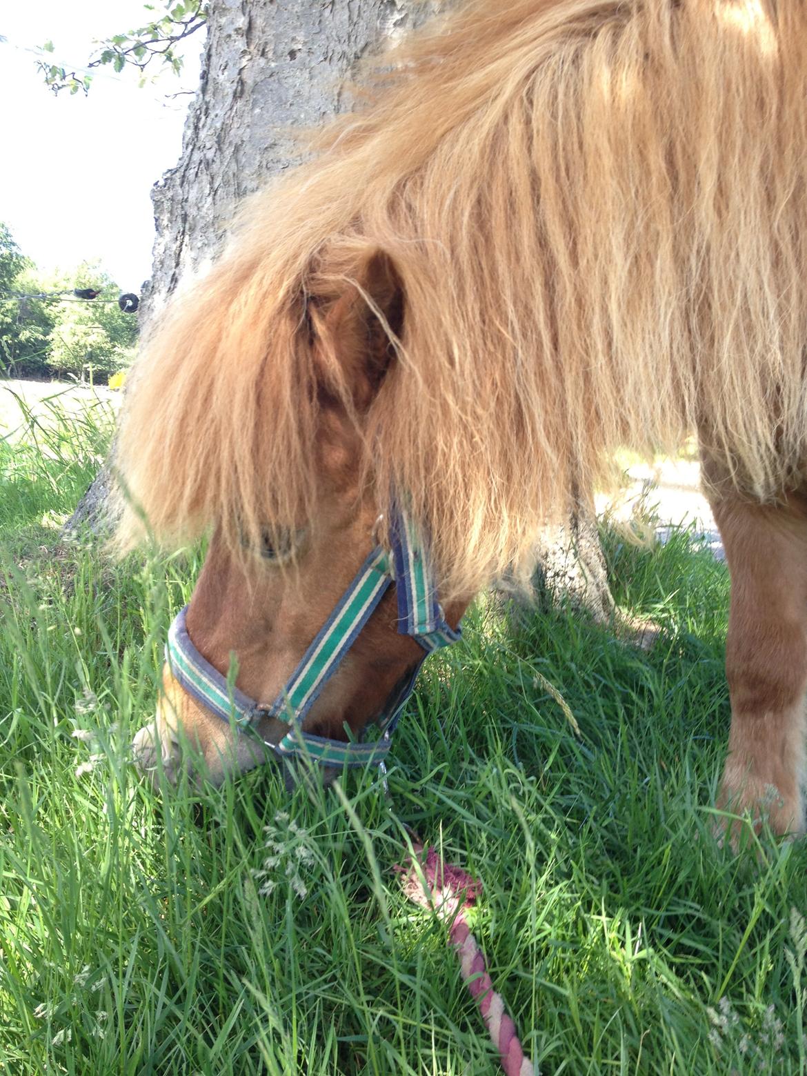 Shetlænder Lunte billede 15