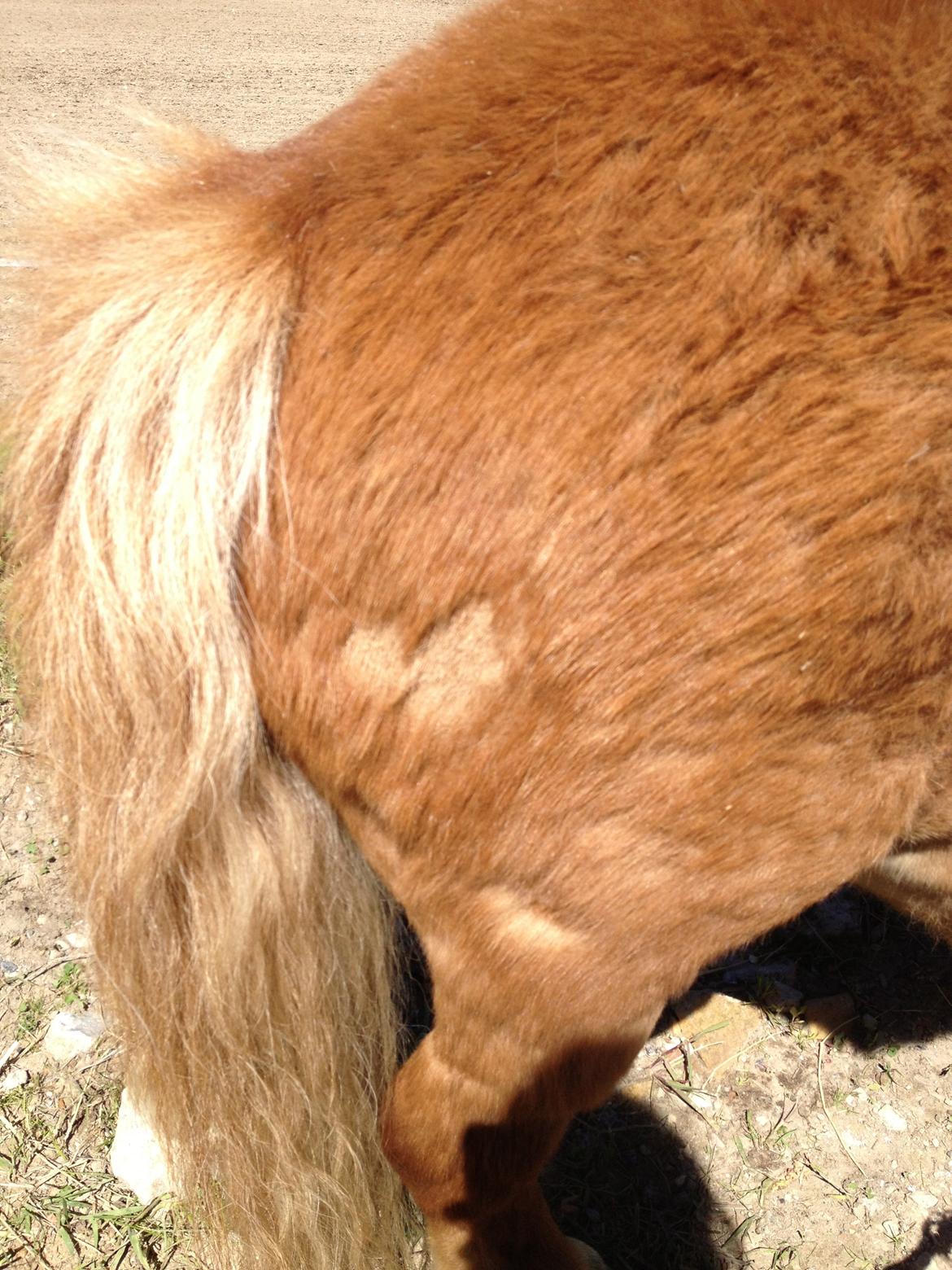 Shetlænder Lunte billede 16