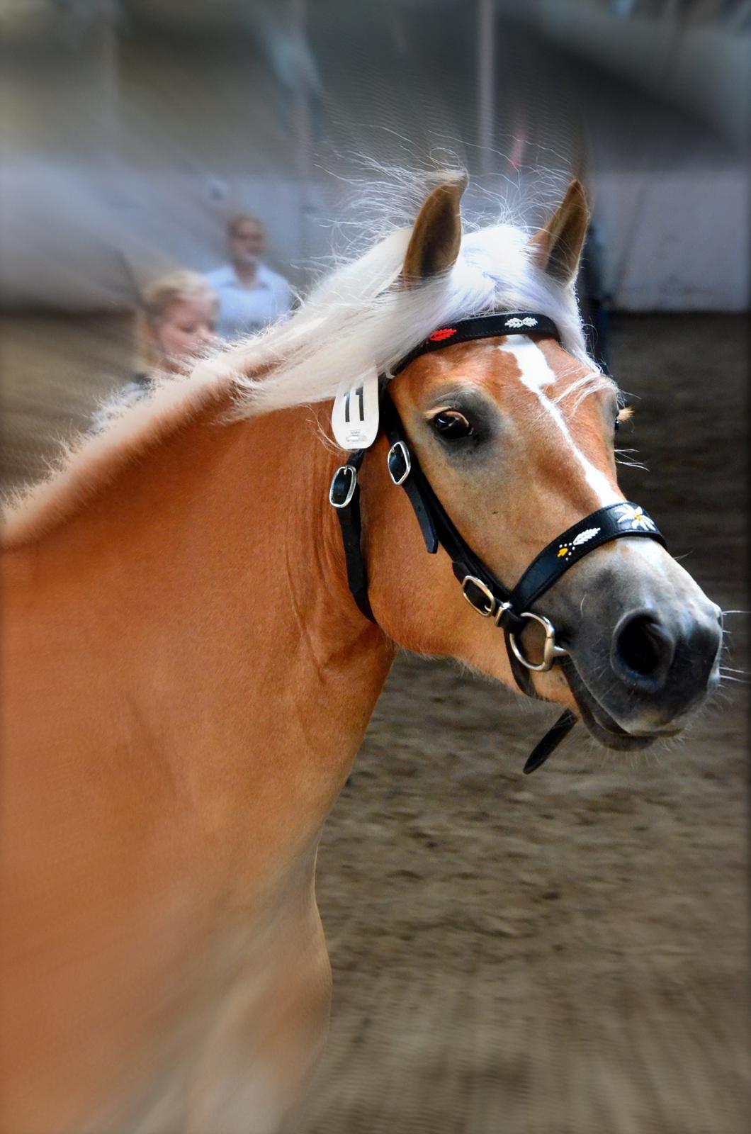 Haflinger Nynne Wican billede 2