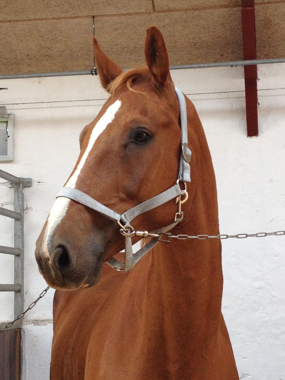 Tysk Varmblod Frohsinn (frø) billede 7