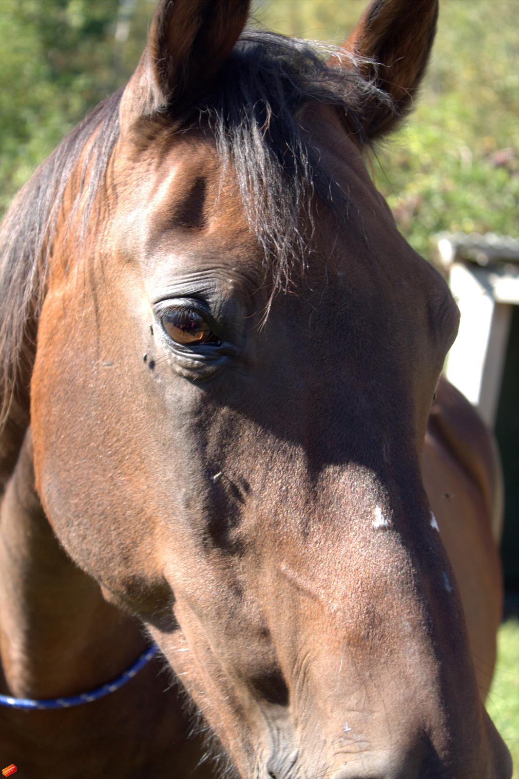 Arabisk fuldblod (OX) Privan billede 1