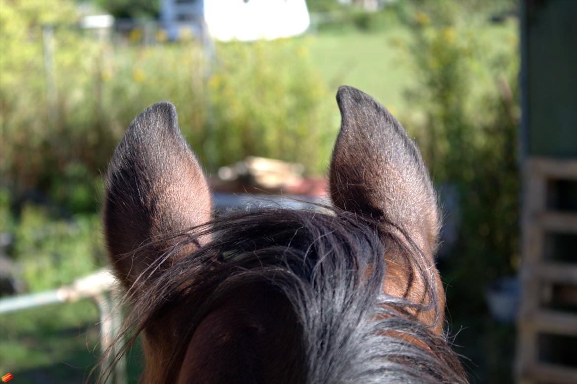 Arabisk fuldblod (OX) Privan billede 2