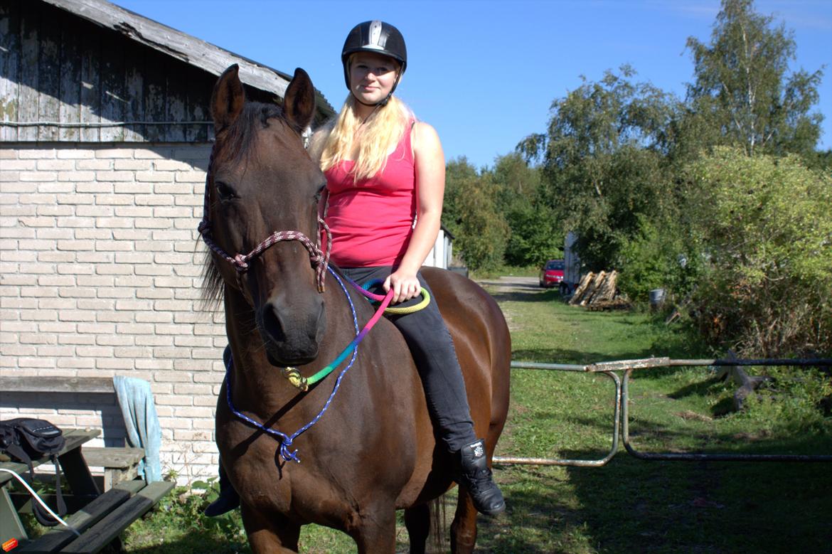 Arabisk fuldblod (OX) Privan billede 3