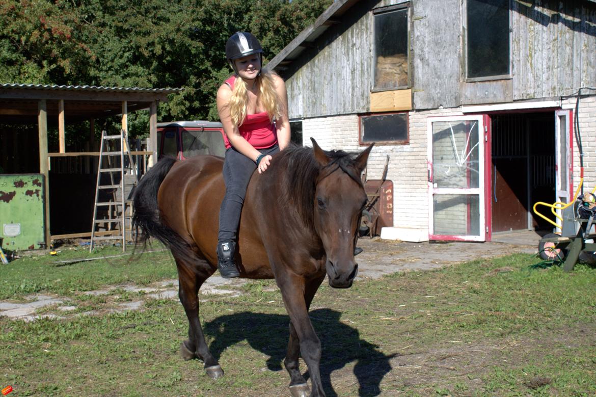 Arabisk fuldblod (OX) Privan billede 4