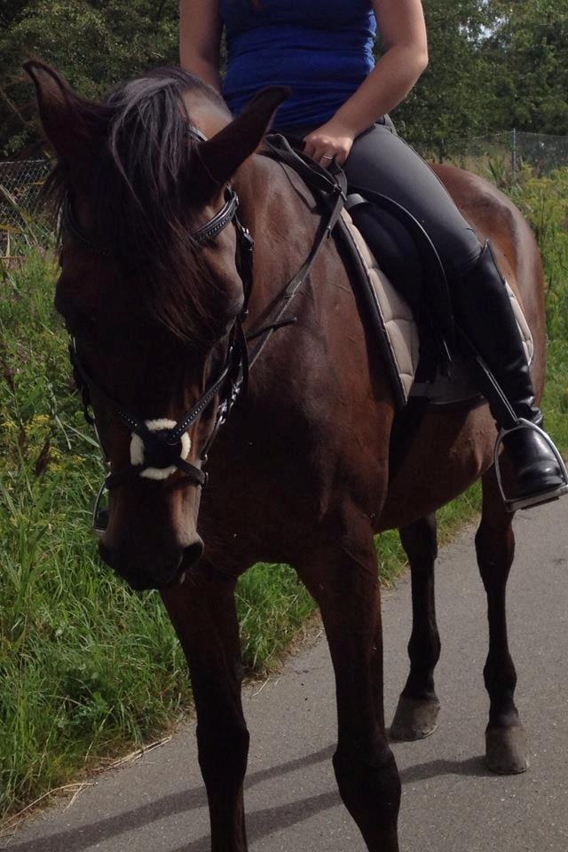 Arabisk fuldblod (OX) Privan billede 5