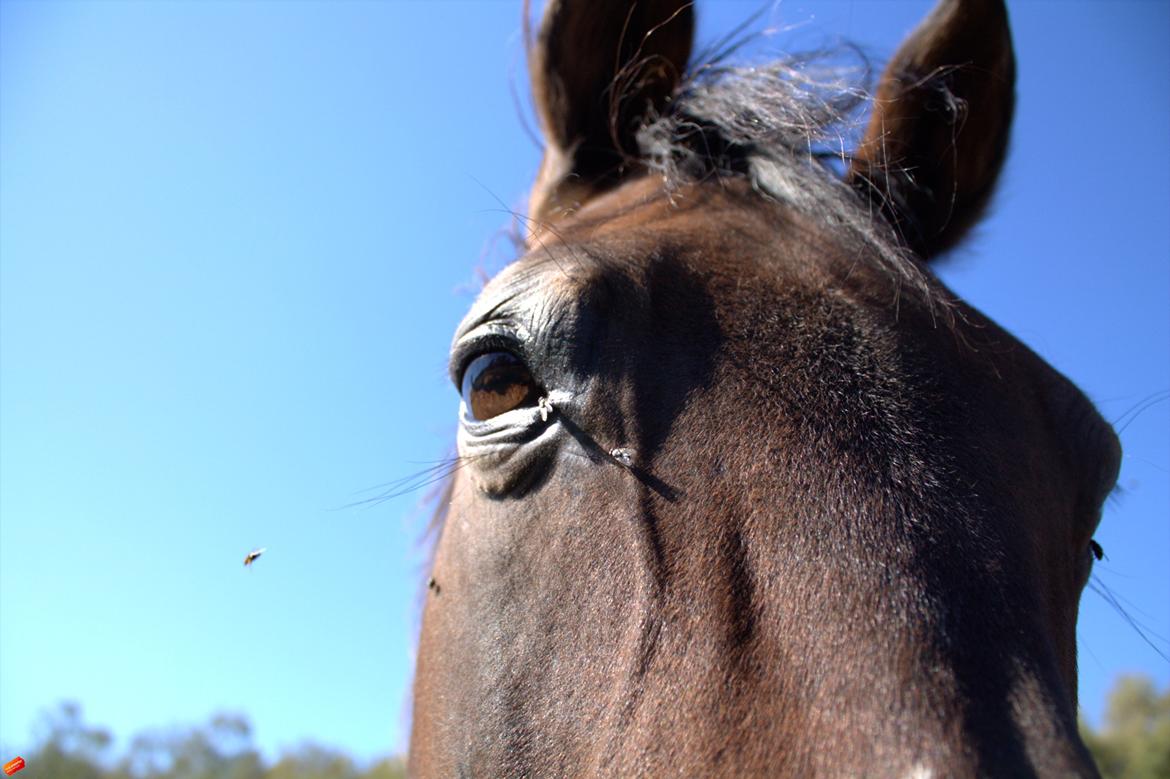Arabisk fuldblod (OX) Privan billede 6
