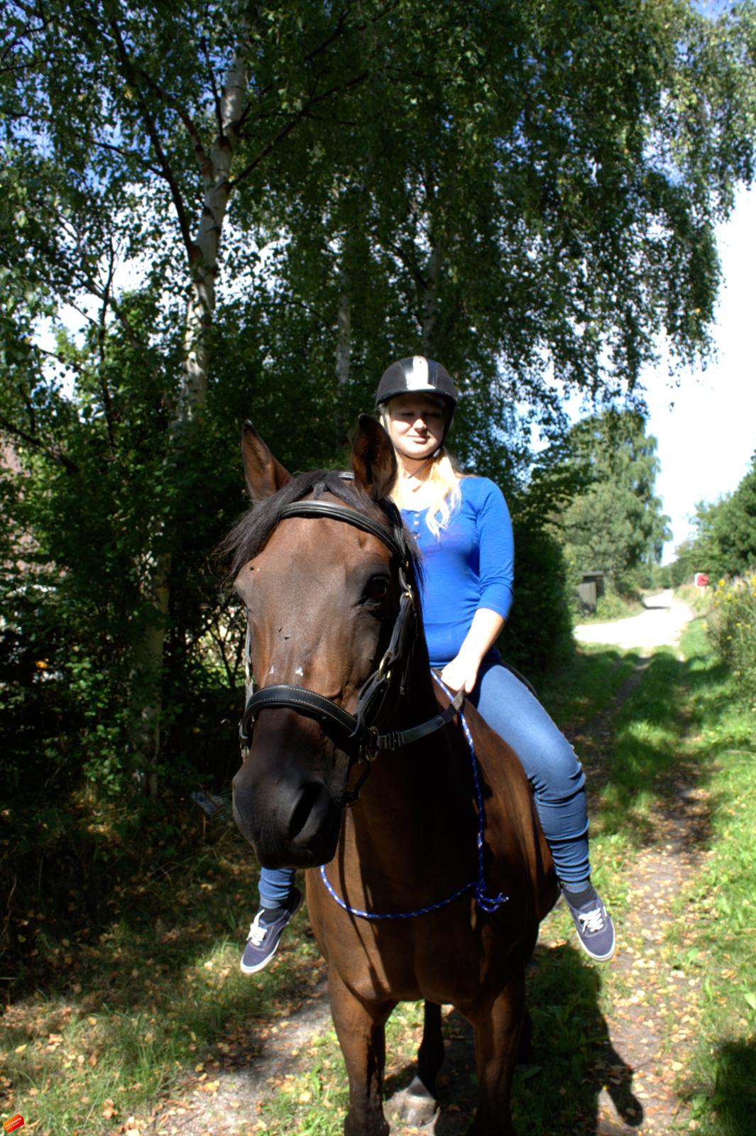 Arabisk fuldblod (OX) Privan billede 7