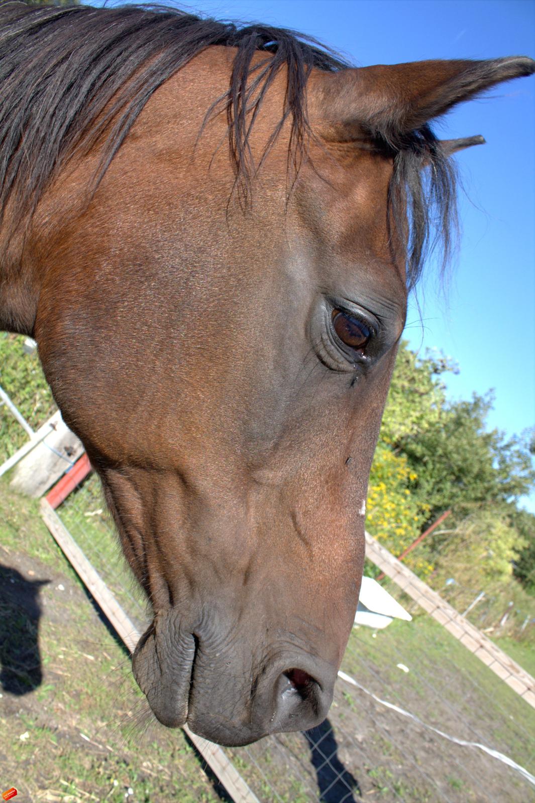 Arabisk fuldblod (OX) Privan billede 8