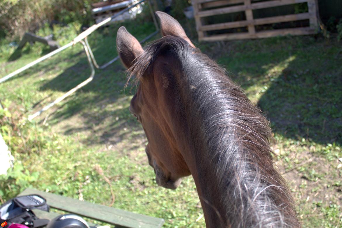 Arabisk fuldblod (OX) Privan billede 9