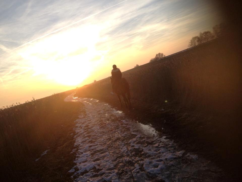 Arabisk fuldblod (OX) Privan billede 10