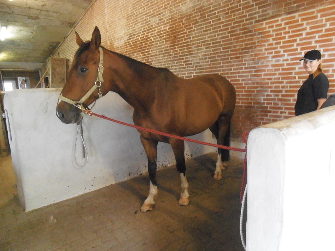 Anden særlig race Fanfare - MIn absolut ikke fotogene hest ;) billede 4