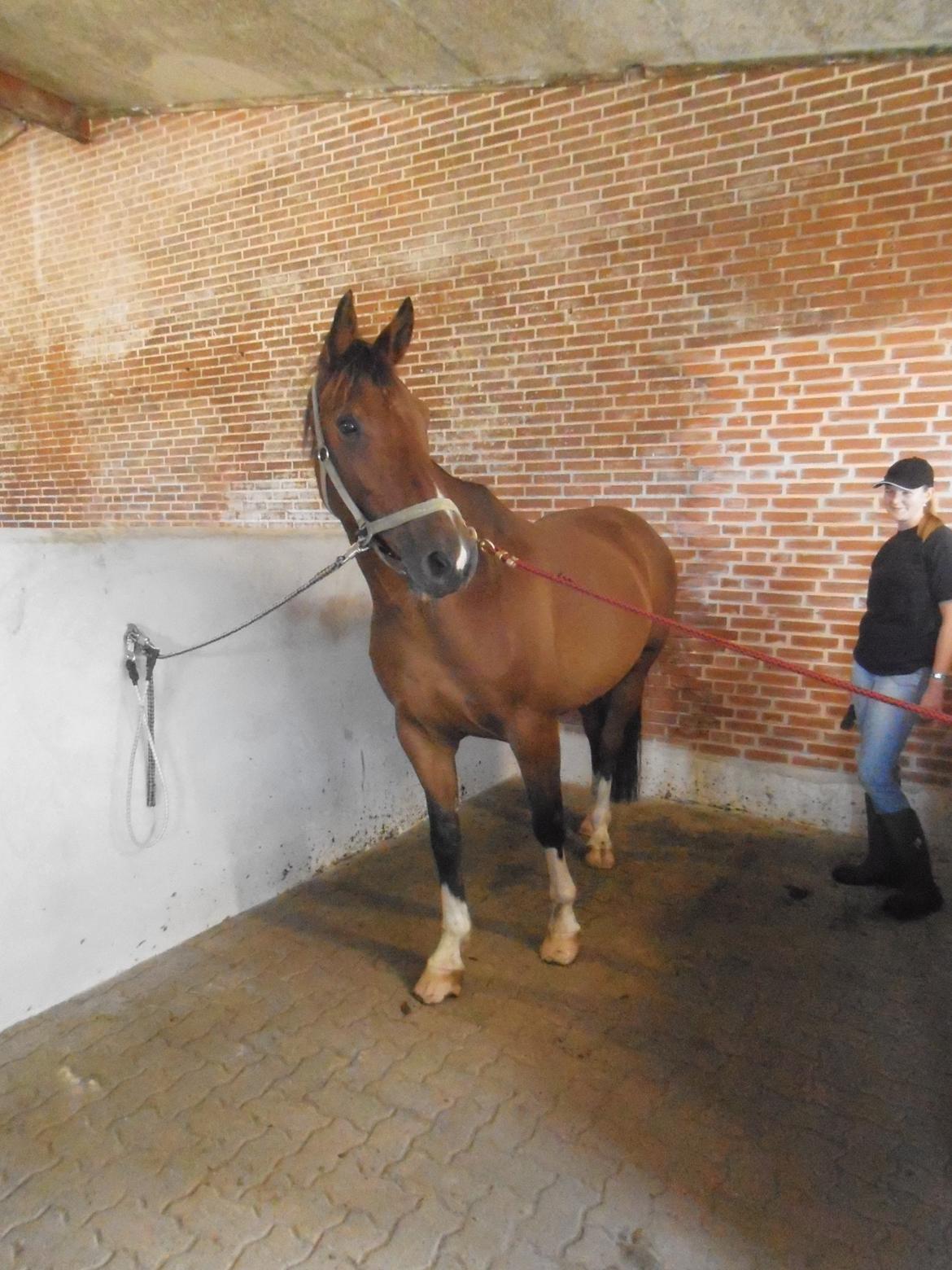 Anden særlig race Fanfare - Fanfare kigger på høns :) billede 2