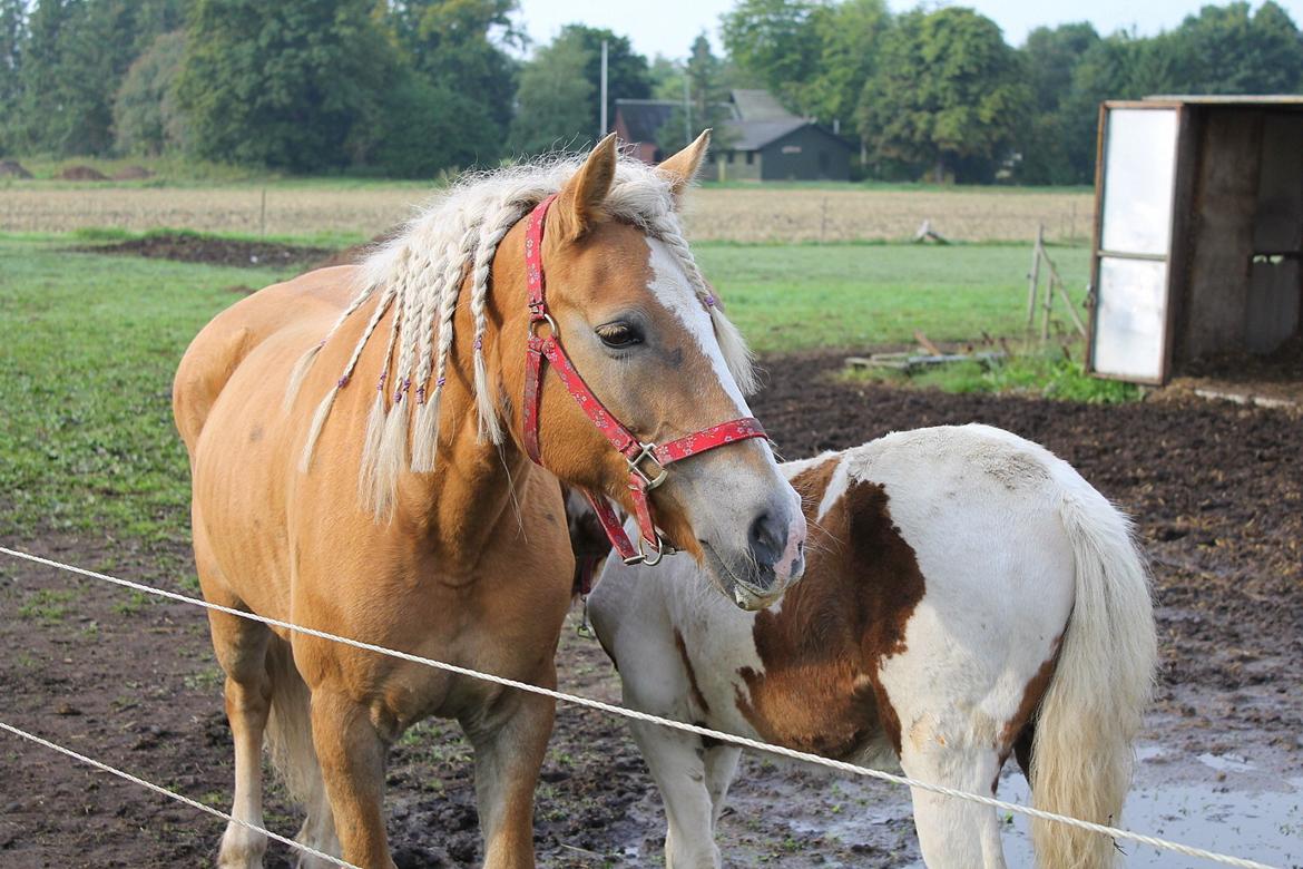 Tyroler Haflinger Tessa (Koen) billede 35