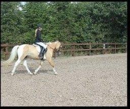 Hollandsk Sportspony Capello ivo - Den der siger at penge ikke gør lykkelig, har aldrig ejet end hest billede 7