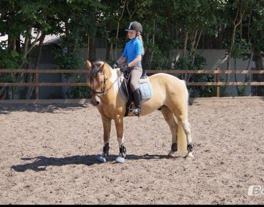 Hollandsk Sportspony Capello ivo - Side by side or miles apart, a good friend are always close to my heart billede 9