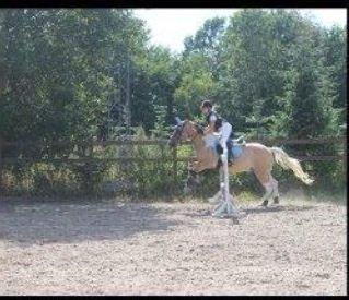 Hollandsk Sportspony Capello ivo - 
A friend is someone who knows the song in your heart, and sings it back to you when you have forgotten the words
 billede 10