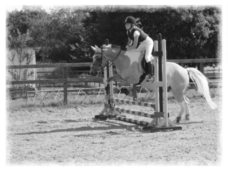Hollandsk Sportspony Capello ivo - Min hest er mit spejl, som uforfalsket gengiver mine dårlige og gode luner. Se din hest i øjnene og lad dig ikke skræmme af sandheden.
 billede 11