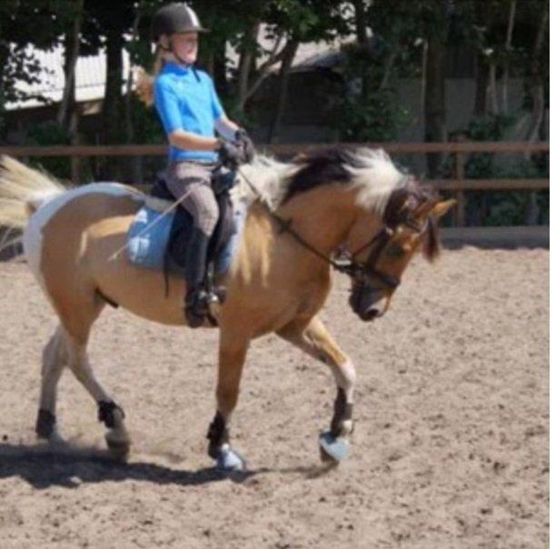 Hollandsk Sportspony Capello ivo - 'Nyd hvert øjeblik, før det forsvinder - før det bliver til intet andet, end blot minder' billede 12