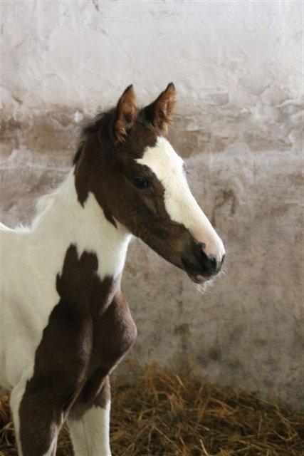 Pinto HEDENS NANGIJALA billede 2